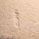 Jurassic Wood Wasp Myrmicium To buy at the online store www.fossilcave.com