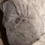 Elrathia kingi mortality plate from Cambrian Wheeler shale of Utah for sale