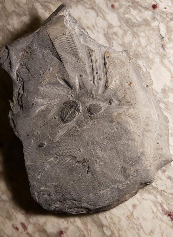 Elrathia kingi mortality plate from Cambrian Wheeler shale of Utah for sale