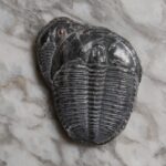 Elrathia kingii double Trilobite to buy