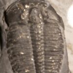 Pyritised elrathia kingii trilobite fossil at the online store www.fossilcave.com for sale