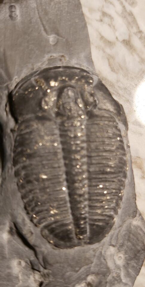 Pyritised elrathia kingii trilobite fossil at the online store www.fossilcave.com for sale