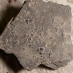 Perenopsis interstrictus mortality plate from the Cambrian of Utah for sale