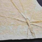 Jurassic Waterstrider Propygolampis ( Chresmoda ) fossil from Solnhofen