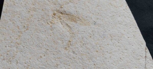 Jurassic Locust Elcana longicornis Fossil for sale at the online store www.fossilcave.com