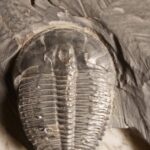 Elrathia kingii from Utah at the online store www.fossilcave.com