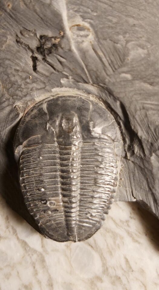 Elrathia kingii from Utah at the online store www.fossilcave.com