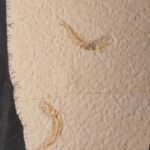 2 Leptolepides sprattiformis fish fossils