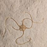 Geocoma Sea Star fossil from Solnhofen Limestones for sale