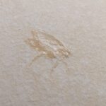 Buy this Solnhofen Insect fossil