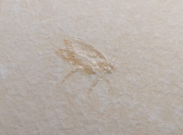 Solnhofen Insect Fossil Buy this Solnhofen Insect fossil