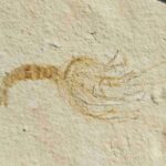 fossil Jurassic Shrimp Elder ungulatus from Solnhofen area in Germany at the online store www.fossilcave.com