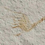 Solnhofen fossil Elder ungulatus at the online store www.fossilcave.com