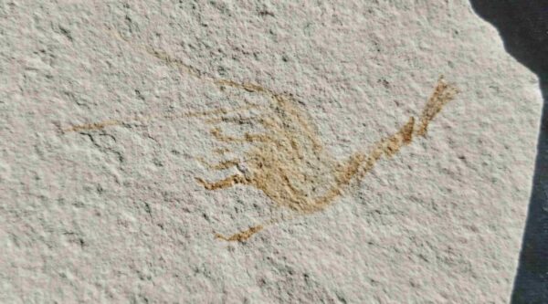 Solnhofen fossil Elder ungulatus at the online store www.fossilcave.com