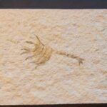 Elder ungulatus a fossil shrimp at the online store www.fossilcave.com