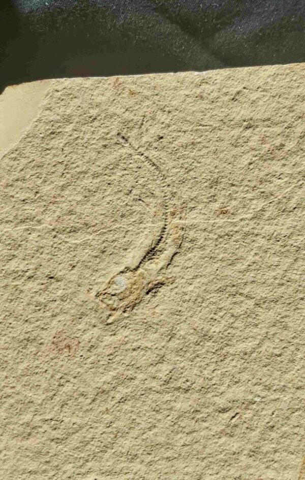 Fossil Fish Leptolepides from Solnhofen at the online store www.fossilcave.com