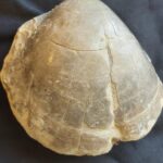 Nice large Plagiostoma giganteum from the Lower Jurassic of France at the online store www.fossilcave.com