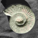 Ammonite from Germany