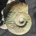 Ammonite Orthosphinctes from Germany