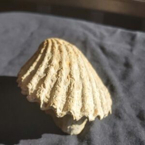 Chlamys from the Bajocian of Evrecy / France - Image 3