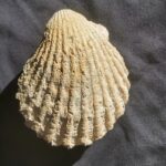 Clamys from the Bajocian of Evrecy in France at the online store www.fossilcave.com