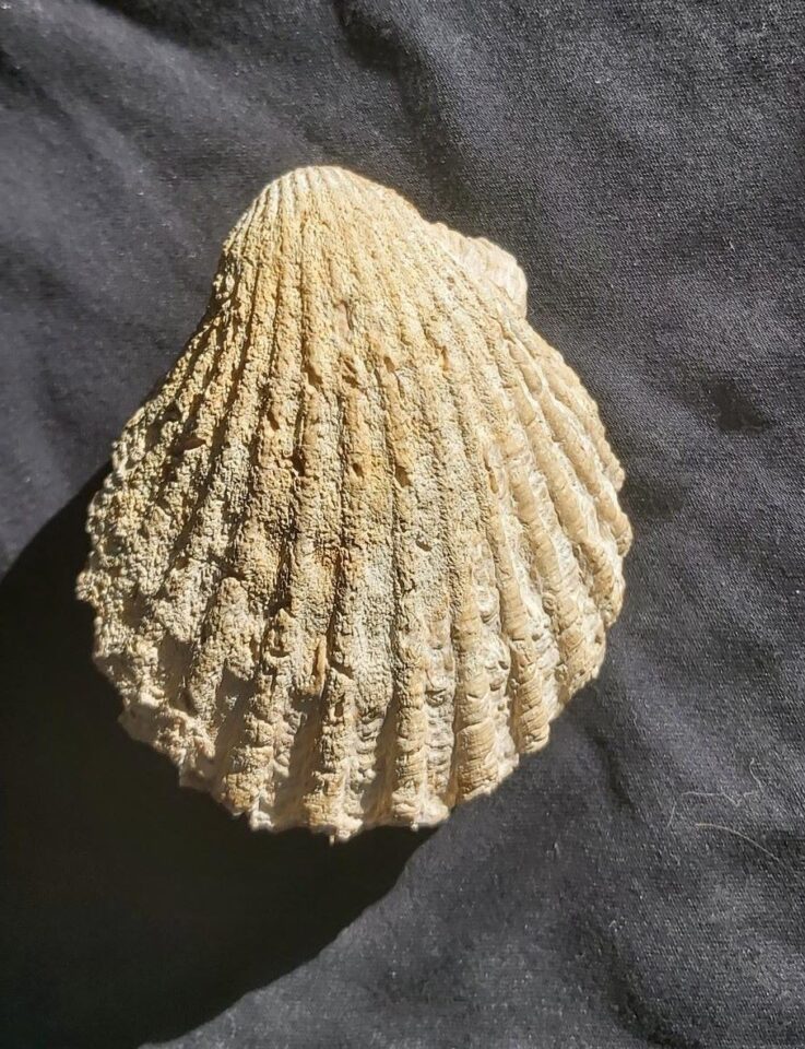 Clamys from the Bajocian of Evrecy in France at the online store www.fossilcave.com