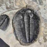 Utah trilobite Elrathia kingii at the online store www.fossilcave.com