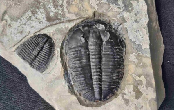 Utah trilobite Elrathia kingii at the online store www.fossilcave.com