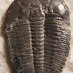 Large quality elrathia kingii fossil to buy at the online store www.fossilcave.com