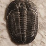 Large Utah Trilobite Elrathia at the online store www.fossilcave.com