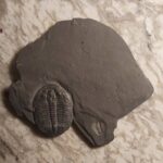 beautiful Utah Trilobite Elrathia at the online store www.fossilcave.com
