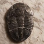 Trilobite Asaphiscus wheeleri to buy