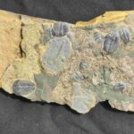 Trilobite Elrathia kingii assemblage at the online store www.fossilcave.com