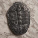 Trilobite Elrathia kingii to buy at the online store www.fossilcave.com
