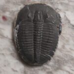 Large top quality elrathia kingii Trilobite fossil at the online store www.fossilcave.com
