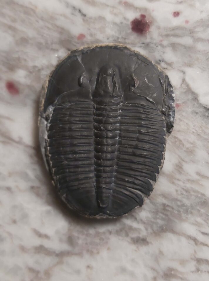 Large top quality elrathia kingii Trilobite fossil at the online store www.fossilcave.com