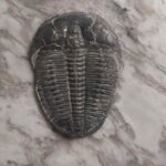 Trilobite elrathia kingii at the online store www.fossilcave.com