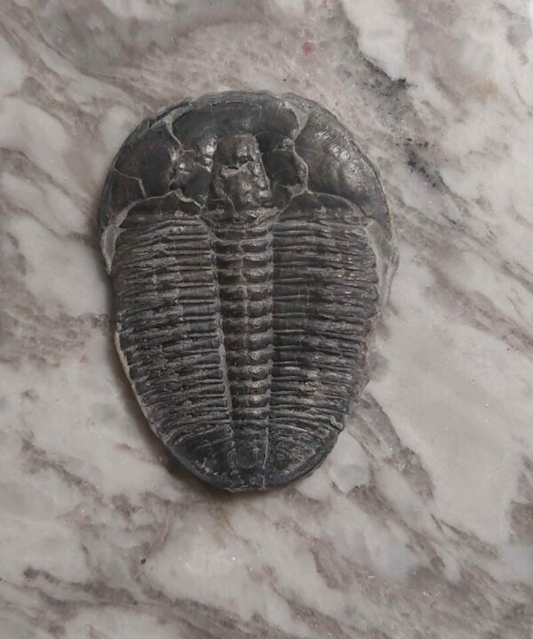 Trilobite elrathia kingii at the online store www.fossilcave.com