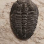 Elrathia kingii a Trilobite from Utah