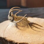 Ceratarges Trilobite from Morocco at the online store www.fossilcave.com