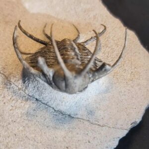 Ceratarges Trilobite from Morocco - Image 3