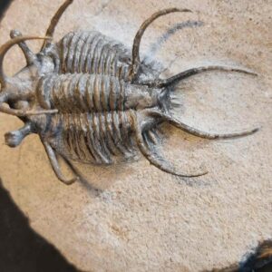 Ceratarges Trilobite from Morocco - Image 4