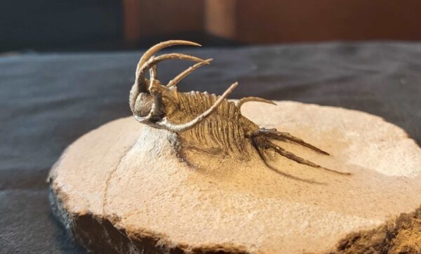 Ceratarges Trilobite from Morocco Ceratarges Trilobite from Morocco at the online store www.fossilcave.com