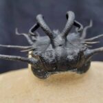 Dicranurus monstrosus Trilobite from Morocco at the online sore www.fossilcave.com