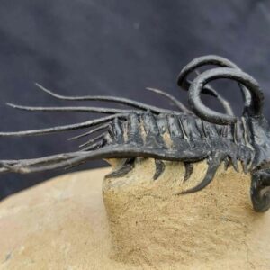 Dicranurus monstrosus Trilobite from Devonian Age Morocco - Image 5