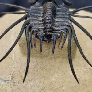 Dicranurus monstrosus Trilobite from Devonian Age Morocco - Image 4