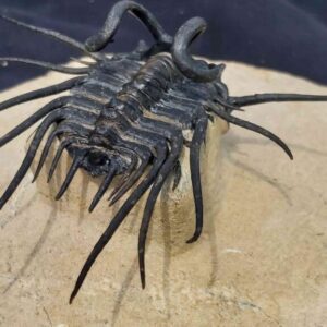 Dicranurus monstrosus Trilobite from Devonian Age Morocco - Image 3