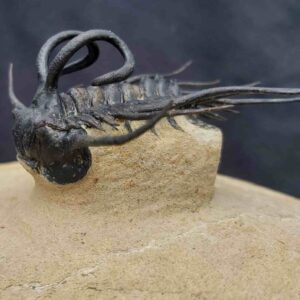Dicranurus monstrosus Trilobite from Devonian Age Morocco - Image 6