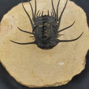 Dicranurus monstrosus Trilobite from Devonian Age Morocco - Image 7