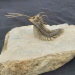 Walliserops trifurcatus Trilobite from Devonian of Foum Zguid Morocco at the online store www.fossilcave.com
